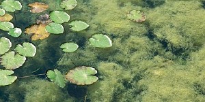 algen im gartenteich